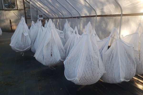 Hanging-ventilated-sacks